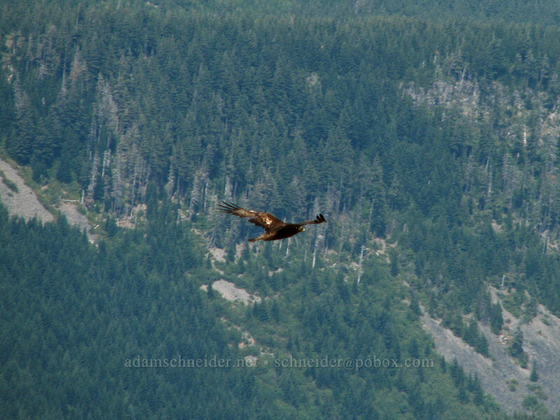 eagle in flight [Barrett Spur Trail, Mt. Hood Wilderness, Hood River, Oregon]