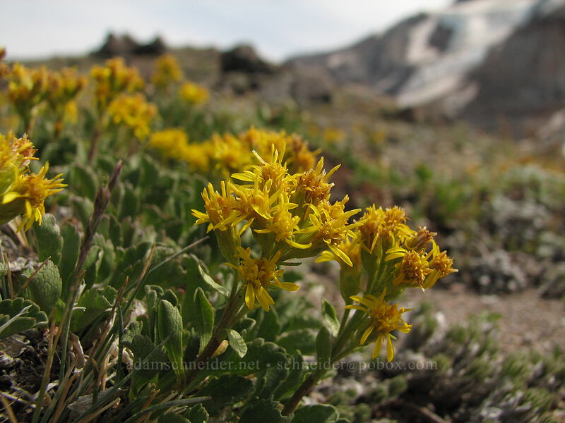 alpine goldenrod (Solidago simplex var. nana) [south end of Barrett Spur, Mt. Hood Wilderness, Hood River, Oregon]