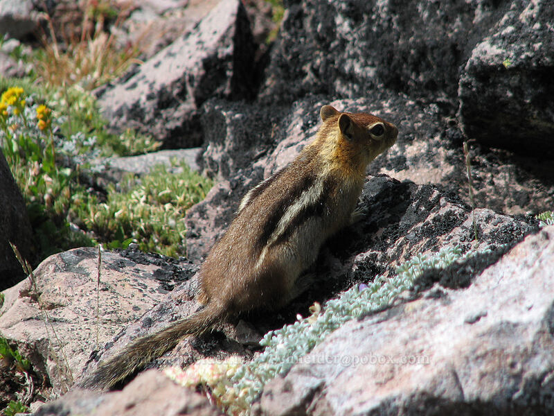 golden-mantled ground squirrel (Callospermophilus lateralis (Spermophilus lateralis)) [north end of Barrett Spur, Mt. Hood Wilderness, Hood River, Oregon]