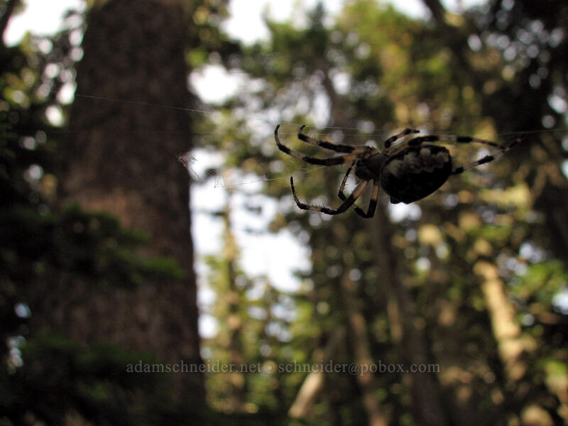 spider [Vista Ridge Trail, Mt. Hood National Forest, Hood River, Oregon]