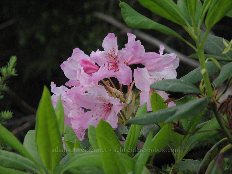 rhododendrons (Rhododendron macrophyllum) [Forest Road 1650, Mt. Hood National Forest, Hood River, Oregon]