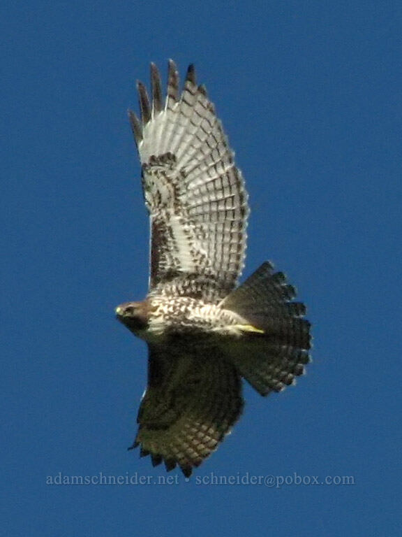 red-tailed hawk (Buteo jamaicensis) [Mount Hood Meadows, Mt. Hood National Forest, Hood River, Oregon]
