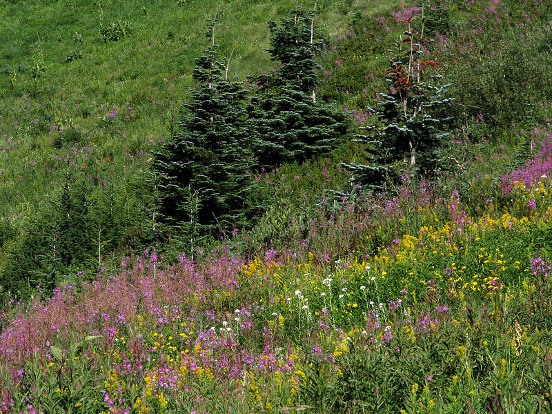 fireweed & goldenrod (Chamerion angustifolium (Chamaenerion angustifolium) (Epilobium angustifolium), Solidago sp.) [Mount Hood Meadows, Mt. Hood National Forest, Hood River, Oregon]