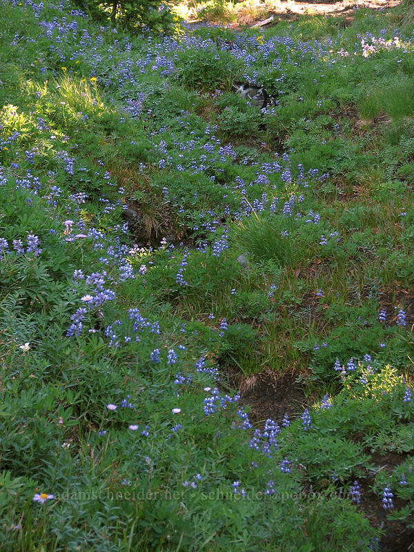 lupines (Lupinus latifolius) [Mount Hood Meadows, Mt. Hood National Forest, Hood River, Oregon]