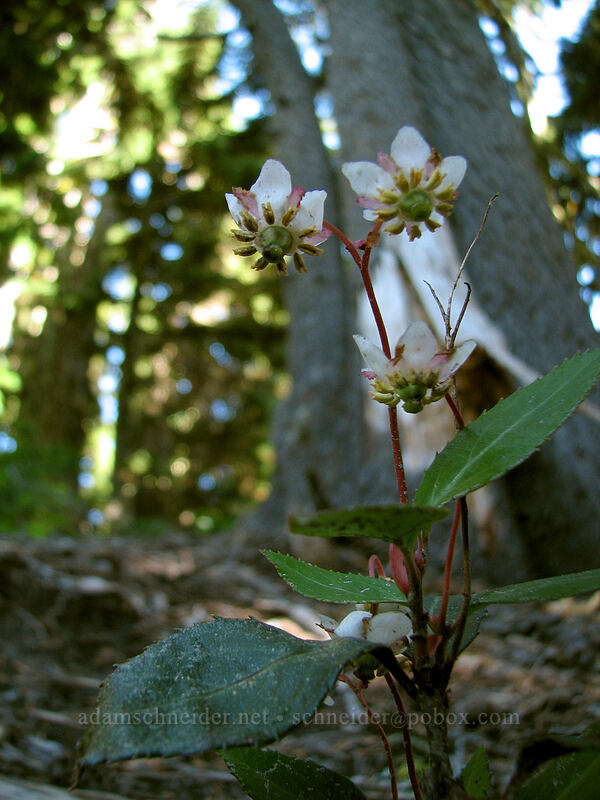 pipsissewa (Chimaphila sp.) [Timberline Trail, Mt. Hood National Forest, Hood River, Oregon]
