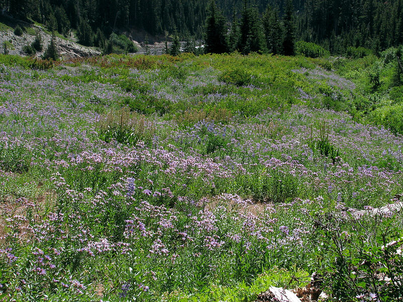 field full of asters (Eucephalus ledophyllus (Aster ledophyllus)) [Timberline Trail, Mt. Hood National Forest, Hood River, Oregon]