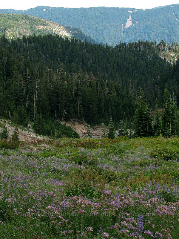 field full of asters and lupine (Eucephalus ledophyllus (Aster ledophyllus), Lupinus latifolius) [TImberline Trail, Mt. Hood National Forest, Hood River, Oregon]