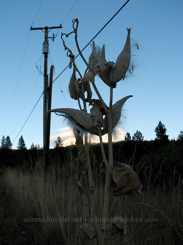 ghostly-looking milkweed pods (Asclepias speciosa) [Rocky Road, southwest of Weed, Siskiyou County, California]