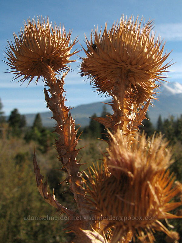 dried-up thistle [Vista Drive, Weed, Siskiyou County, California]