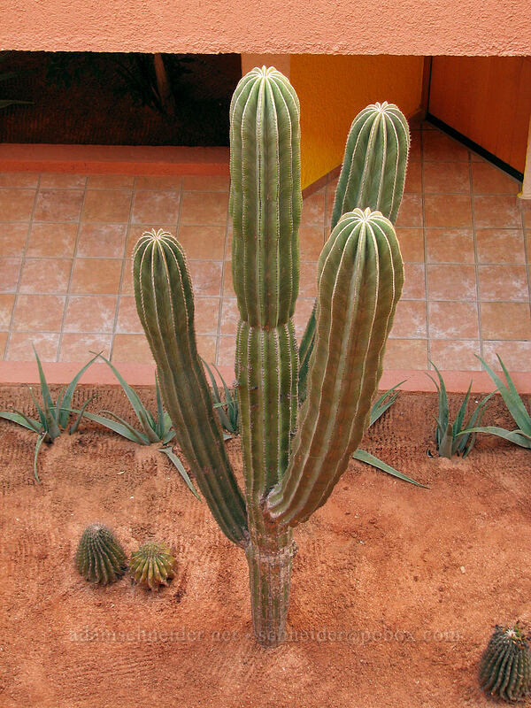 cactus at the hotel [El Presidente Hotel, San Jose del Cabo, Los Cabos, Baja California Sur, Mexico]