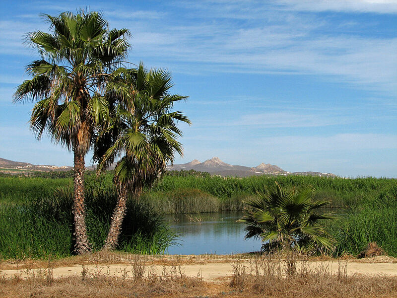 palm trees & Cerros de la Laguna [El Presidente Hotel, San Jose del Cabo, Los Cabos, Baja California Sur, Mexico]