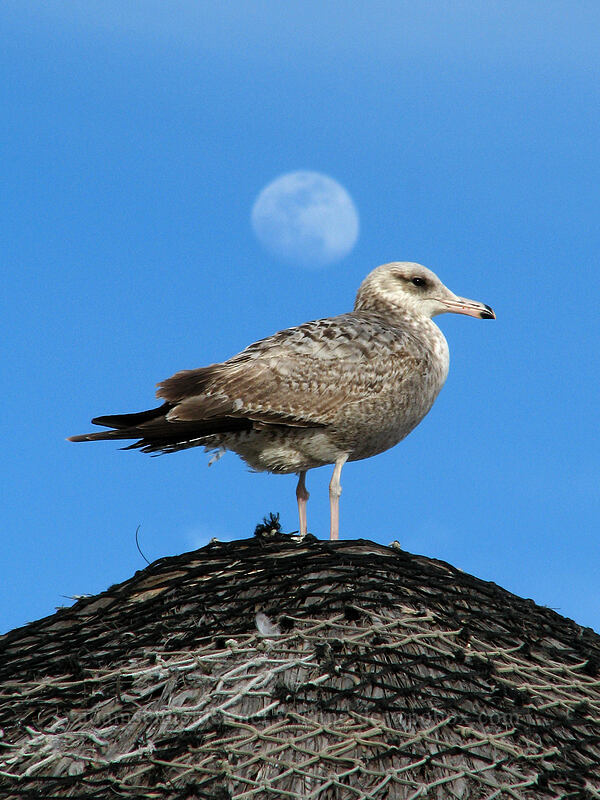seagull & moon (Larus sp.) [El Presidente Hotel, San Jose del Cabo, Los Cabos, Baja California Sur, Mexico]