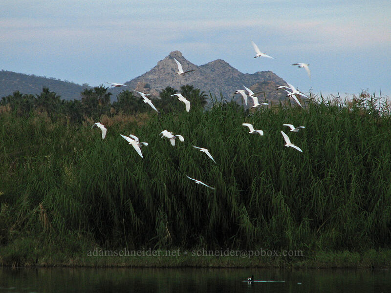 flock of snowy egrets (Egretta thula) [Estero San Jose, San Jose del Cabo, Los Cabos, Baja California Sur, Mexico]
