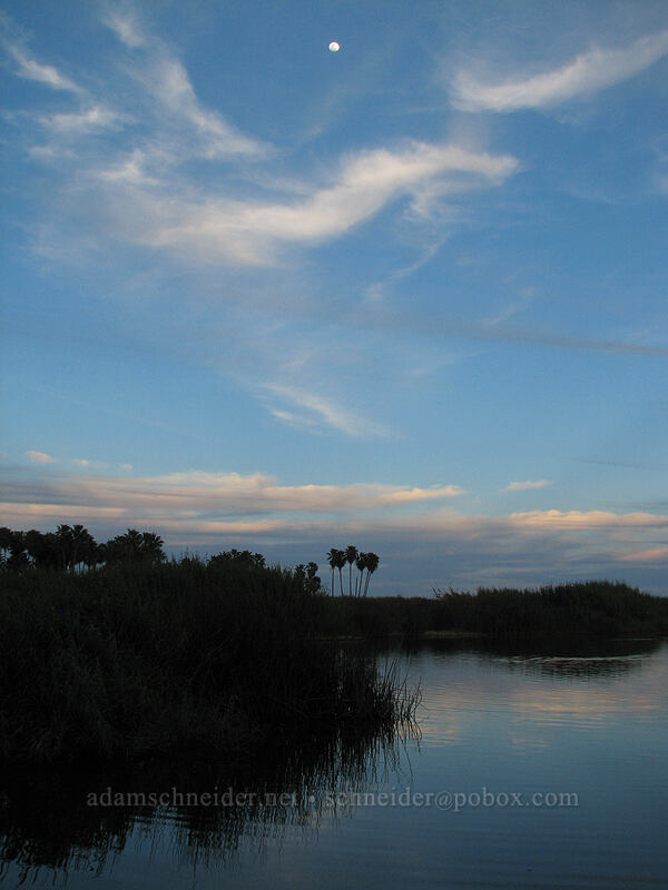dusk on the estuary [Estero San Jose, San Jose del Cabo, Los Cabos, Baja California Sur, Mexico]