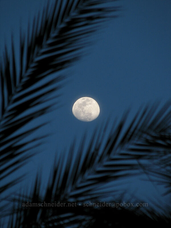 moon & palm fronds [Estero San Jose, San Jose del Cabo, Los Cabos, Baja California Sur, Mexico]