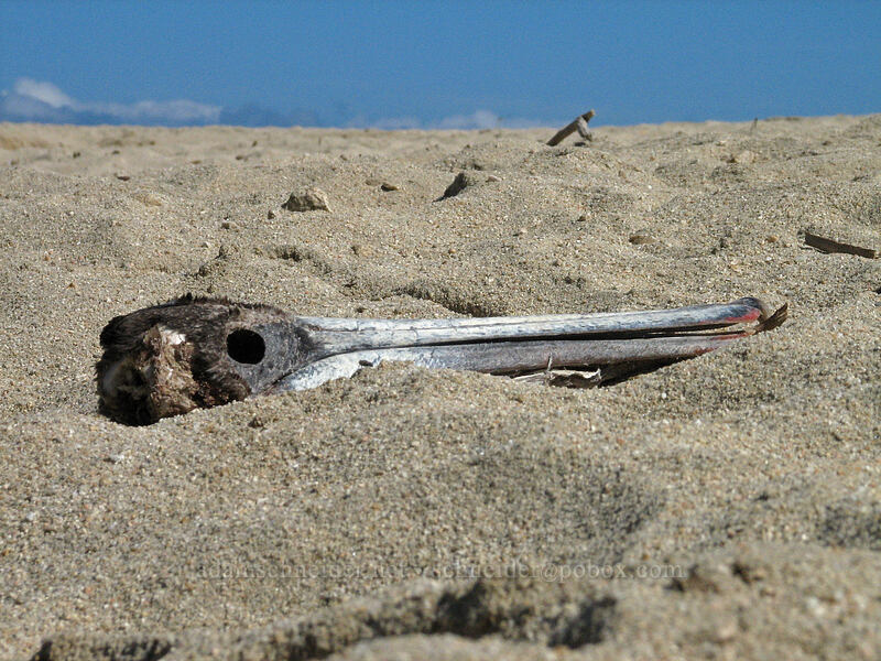 pelican skull (Pelecanus occidentalis) [Estero San Jose, San Jose del Cabo, Los Cabos, Baja California Sur, Mexico]