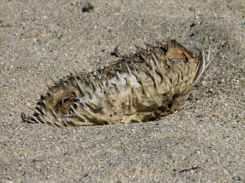dried-up porcupine-fish (Diodon sp.) [Estero San Jose, San Jose del Cabo, Los Cabos, Baja California Sur, Mexico]