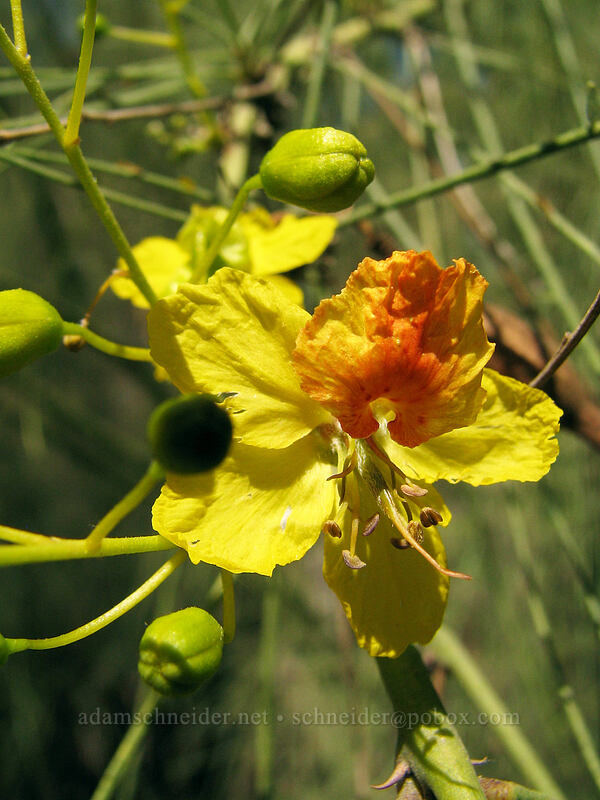 palo verde flower (Parkinsonia sp.) [Estero San Jose, San Jose del Cabo, Los Cabos, Baja California Sur, Mexico]