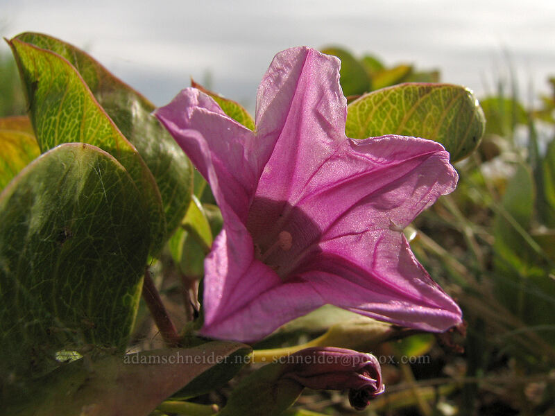 beach morning glory (Ipomoea pes-caprae) [Estero San Jose, San Jose del Cabo, Los Cabos, Baja California Sur, Mexico]
