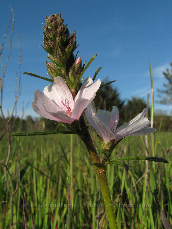 checker mallow (Sidalcea malviflora) [Mima Meadow, UCSC, Santa Cruz, California]