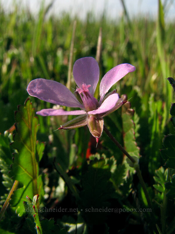 filaree (Erodium cicutarium) [Mima Meadow, UCSC, Santa Cruz, California]
