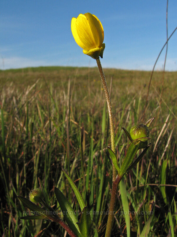 California buttercup (Ranunculus californicus) [Mima Meadow, UCSC, Santa Cruz, California]