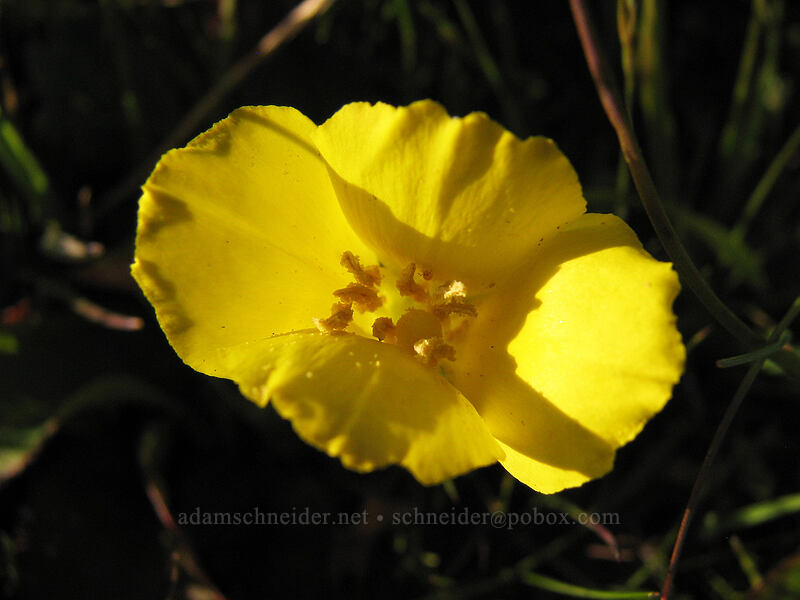 sun cups (goldeneggs) (Taraxia ovata (Camissonia ovata)) [Mima Meadow, UCSC, Santa Cruz, California]