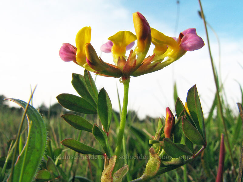 harlequin lotus (Hosackia gracilis (Lotus formosissimus)) [Mima Meadow, UCSC, Santa Cruz, California]