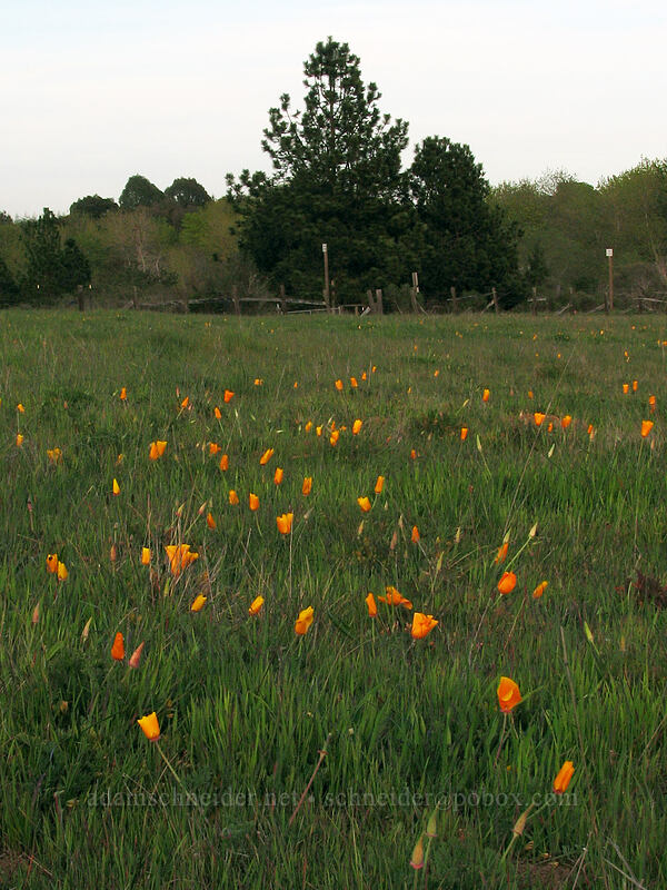 California poppies (Eschscholzia californica) [Mima Meadow, UCSC, Santa Cruz, California]