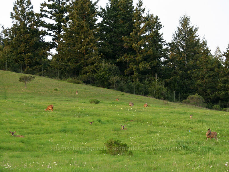 mule deer (Odocoileus hemionus) [UCSC, south of Oakes College, Santa Cruz, California]