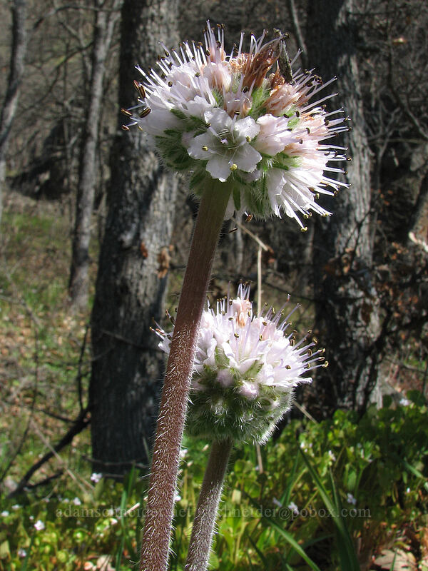 ball-head waterleaf (Hydrophyllum capitatum var. thompsonii) [Cherry Orchard Trailhead, Lyle, Klickitat County, Washington]