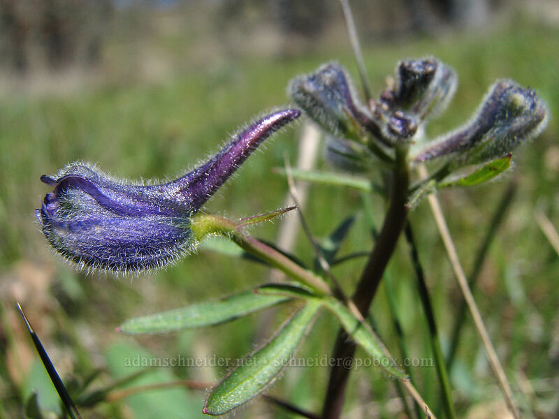 upland larkspur, budding (Delphinium nuttallianum) [Cherry Orchard Trail, Lyle, Klickitat County, Washington]