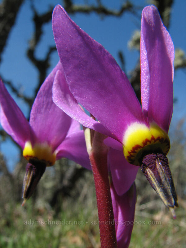 shooting stars (Dodecatheon sp. (Primula sp.)) [Cherry Orchard Trail, Lyle, Klickitat County, Washington]