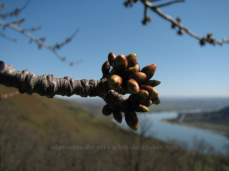 cherry buds (Prunus sp.) [Lyle Cherry Orchard, Lyle, Klickitat County, Washington]