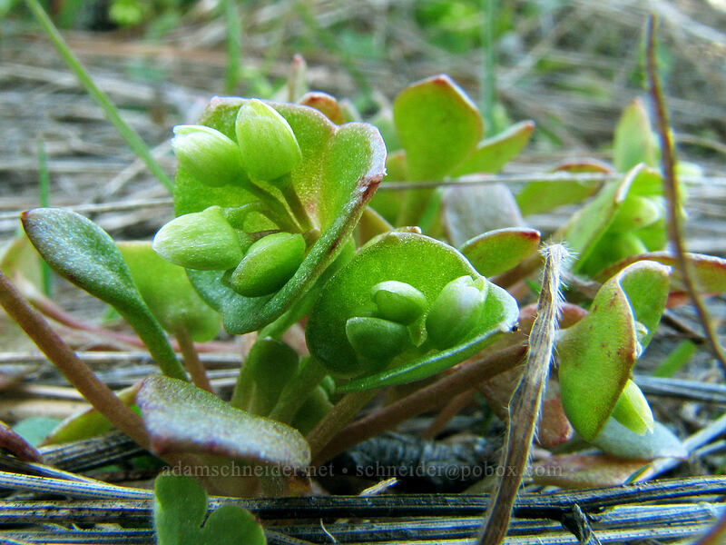 miner's lettuce (Claytonia perfoliata (Montia perfoliata)) [Cherry Orchard Trail, Lyle, Klickitat County, Washington]