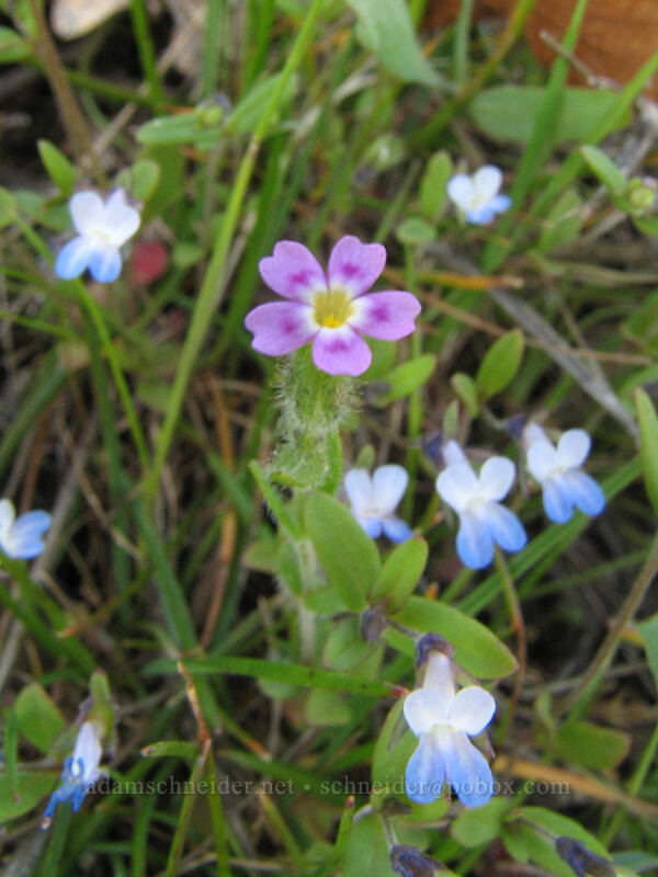 midget phlox & small-flowered blue-eyed Mary (Microsteris gracilis (Phlox gracilis), Collinsia parviflora) [Cherry Orchard Trail, Lyle, Klickitat County, Washington]