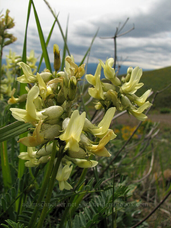 Yakima or Hood River milk-vetch (Astragalus sp.) [Columbia Hills Natural Area Preserve, Klickitat County, Washington]