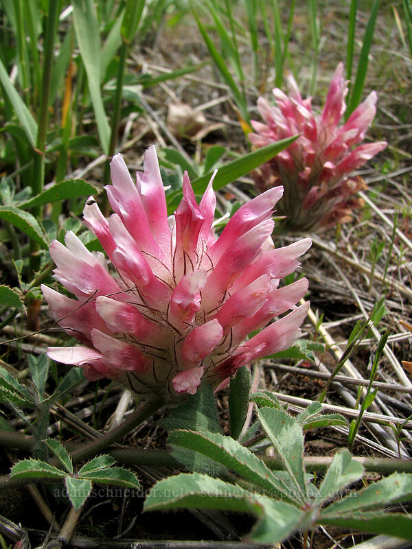 big-head clover (Trifolium macrocephalum) [Columbia Hills Natural Area Preserve, Klickitat County, Washington]