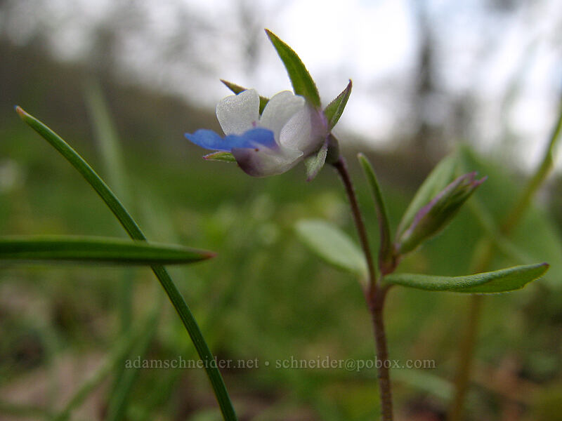 small-flowered blue-eyed Mary (Collinsia parviflora) [Oak Spring, Columbia Hills, Klickitat County, Washington]