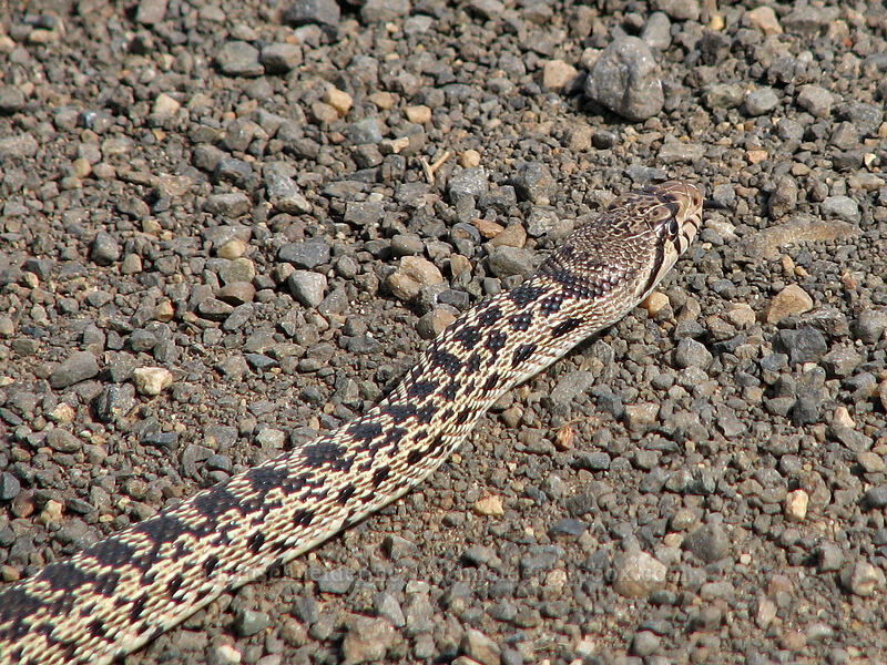 gopher snake (Pituophis catenifer deserticola) [Dalles Mountain Road, Klickitat County, Washington]