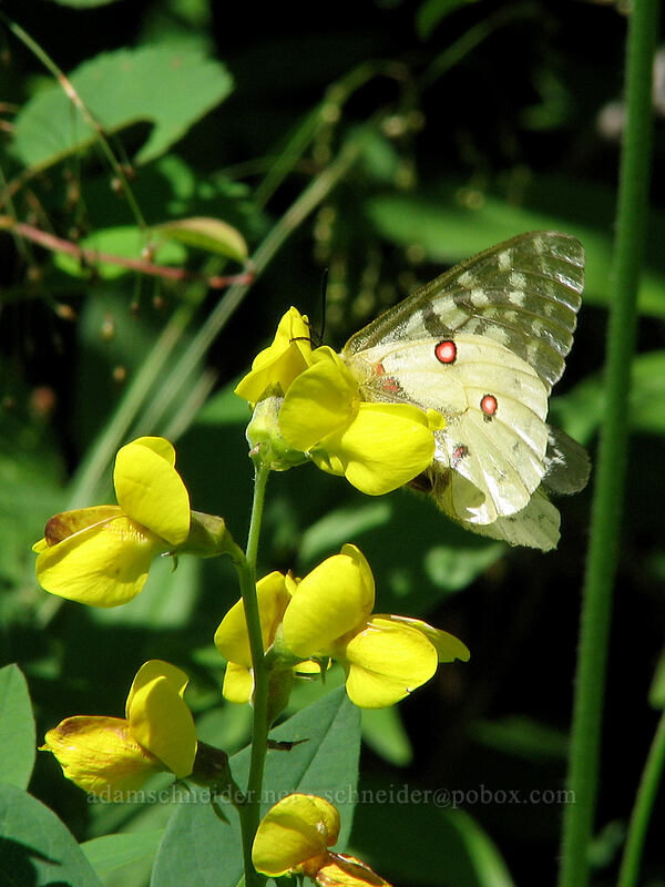 Clodius Parnassian butterfly on golden pea (Parnassius clodius, Thermopsis montana) [Silver Star Mountain trail, Gifford Pinchot Nat'l Forest, Skamania County, Washington]