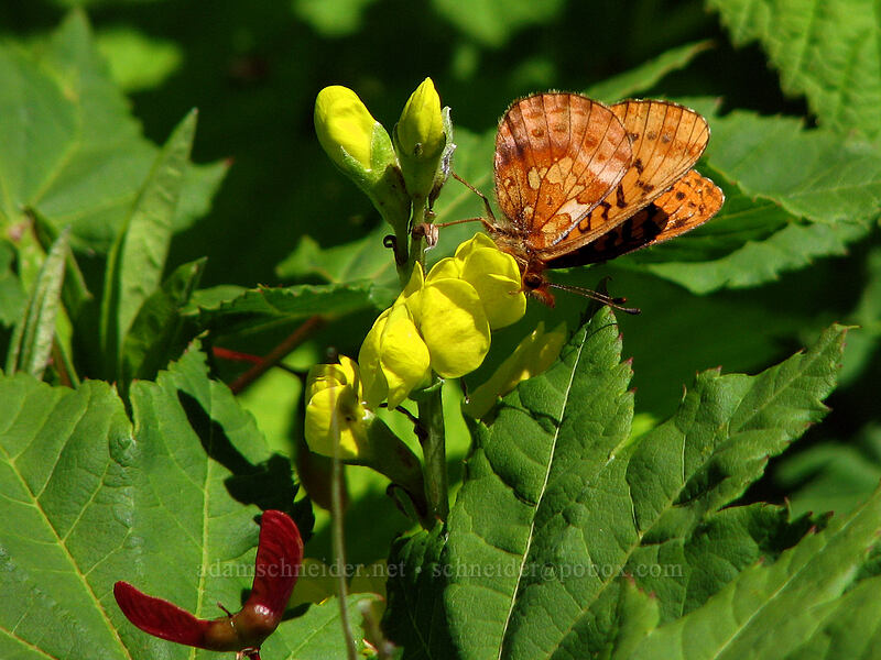 Pacific fritillary butterfly on golden pea (Boloria epithore, Thermopsis montana) [Silver Star Mountain trail, Gifford Pinchot Nat'l Forest, Skamania County, Washington]
