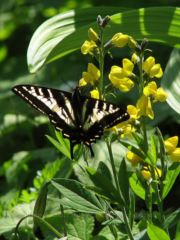 pale swallowtail butterfly on golden pea (Papilio eurymedon, Thermopsis montana) [Silver Star Mountain trail, Gifford Pinchot Nat'l Forest, Skamania County, Washington]