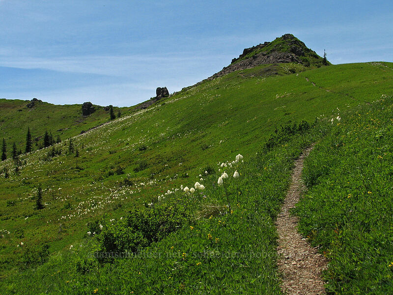 beargrass on Silver Star Mountain (Xerophyllum tenax) [Ed's Trail, Silver Star Mountain, Gifford Pinchot Nat'l Forest, Skamania County, Washington]