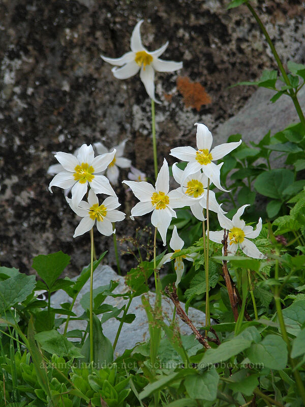 avalanche lilies (Erythronium montanum) [Ed's Trail, Silver Star Mountain, Gifford Pinchot Nat'l Forest, Skamania County, Washington]