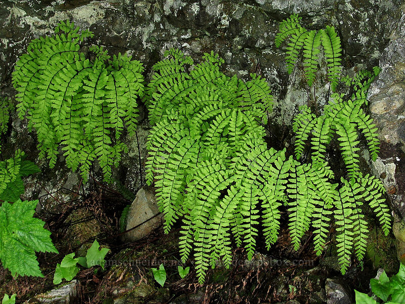 maidenhair ferns (Adiantum pedatum) [Ed's Trail, Silver Star Mountain, Gifford Pinchot Nat'l Forest, Skamania County, Washington]