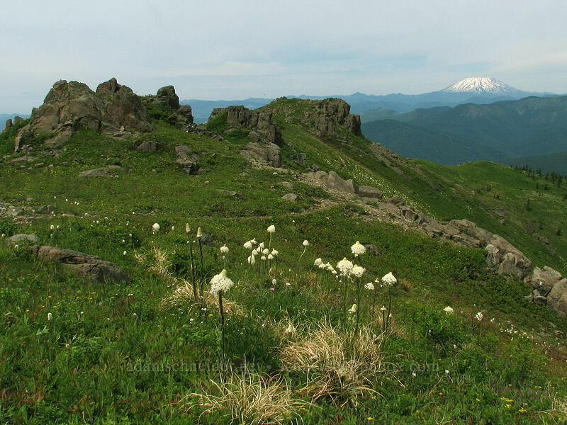 beargrass, crags, & Mt. St. Helens (Xerophyllum tenax) [Silver Star Mountain trail, Gifford Pinchot Nat'l Forest, Skamania County, Washington]