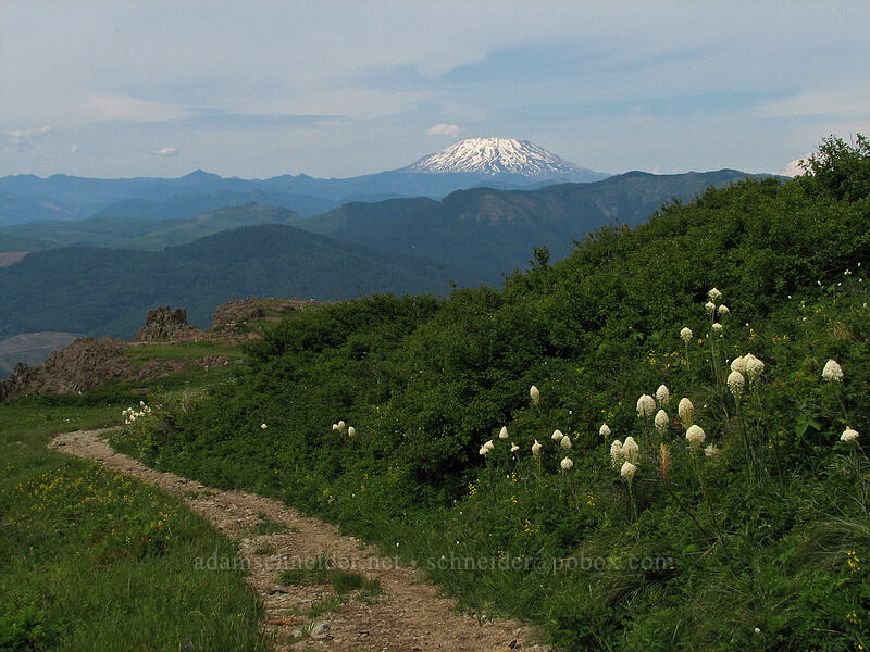 Mt. St. Helens & beargrass (Xerophyllum tenax) [Silver Star Mountain trail, Gifford Pinchot Nat'l Forest, Skamania County, Washington]