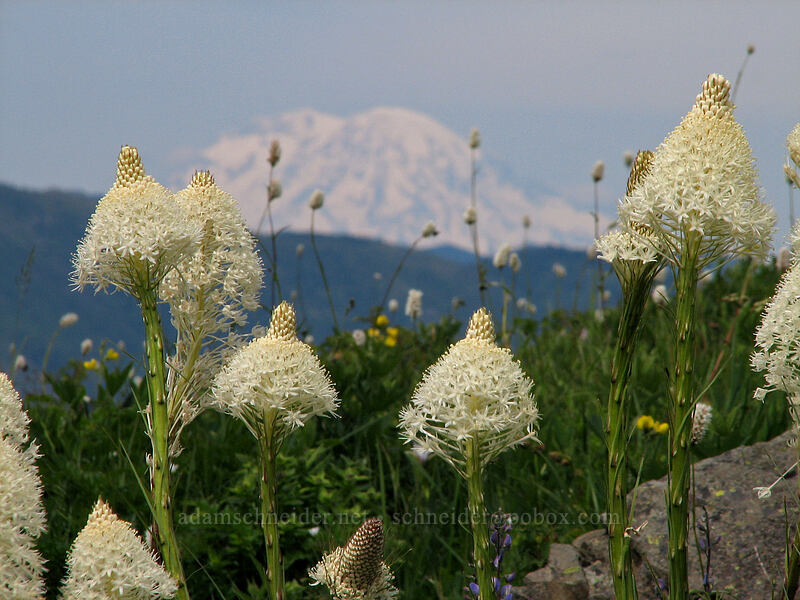 beargrass & Mt. Rainier (Xerophyllum tenax) [Silver Star Mountain trail, Gifford Pinchot Nat'l Forest, Skamania County, Washington]