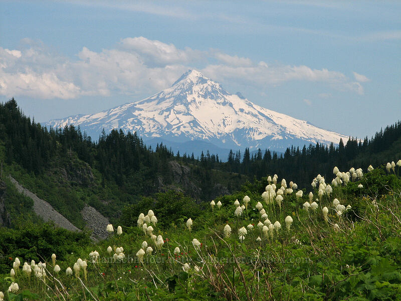 Mt. Hood & beargrass (Xerophyllum tenax) [Silver Star Mountain trail, Gifford Pinchot Nat'l Forest, Skamania County, Washington]